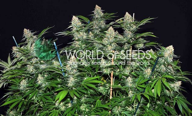 Mazar x White Rhino feminised cannabis seeds by World of Seeds for indoor and outdoor – image 3