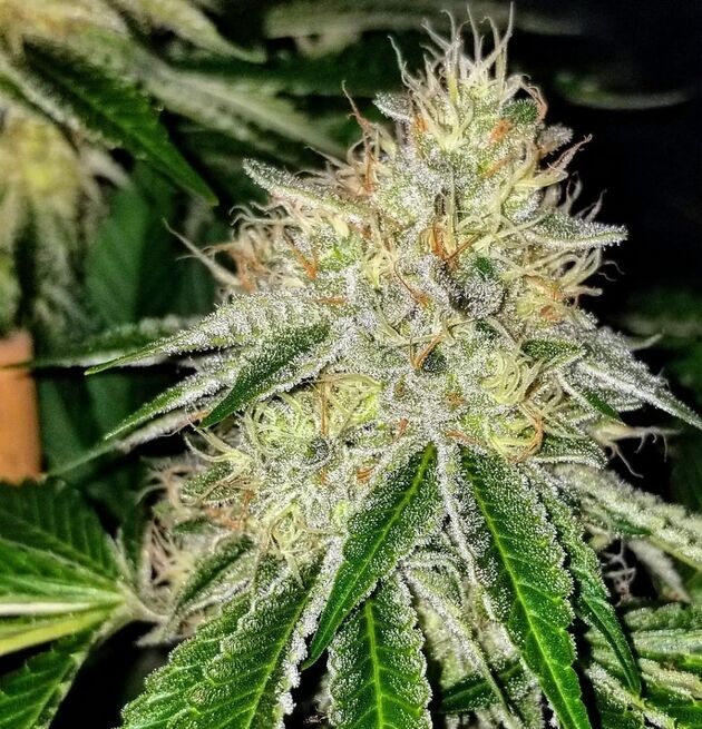 Cannabissamen Road D.O.G Regulär von Lucky Dog Cannabis Co. für Indoor und Outdoor – Bild 2