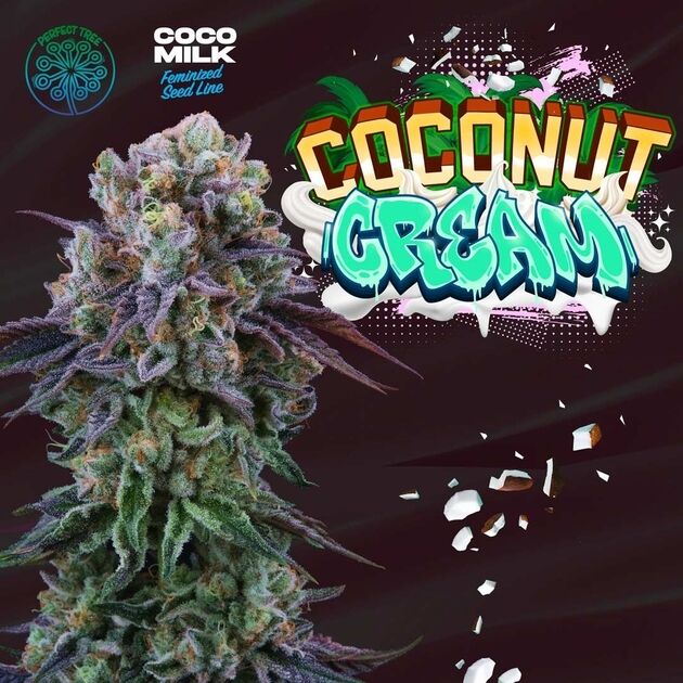 Cannabissamen Coconut Cream feminisiert von Perfect Tree Seeds für Indoor und Outdoor – Bild 2