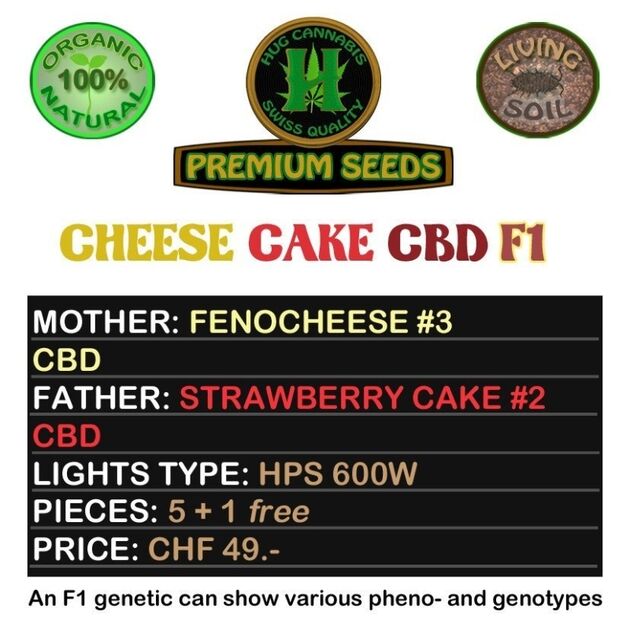 Cannabissamen Cheese Cake CBD F1 Regulär von Hug Cannabis CBD Seeds für Indoor und Outdoor – Bild 2