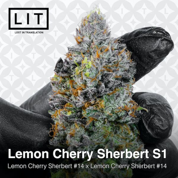 Cannabissamen Lemon Cherry Sherbert S1 feminisiert von LIT Farms – Bild 3