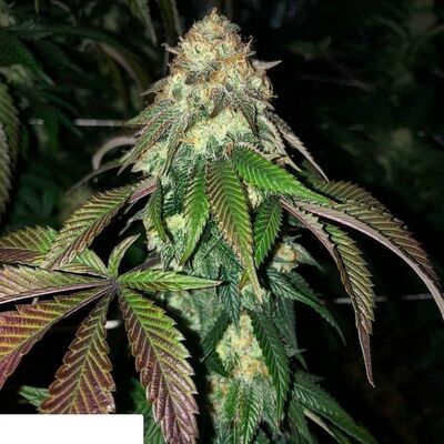 Sweet Chem Regular
