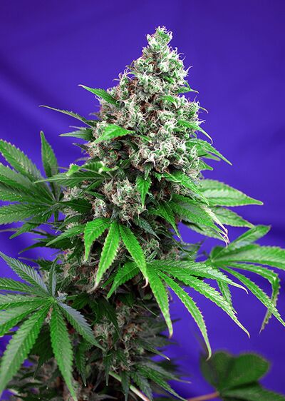 Killer Kush - Fast Version
