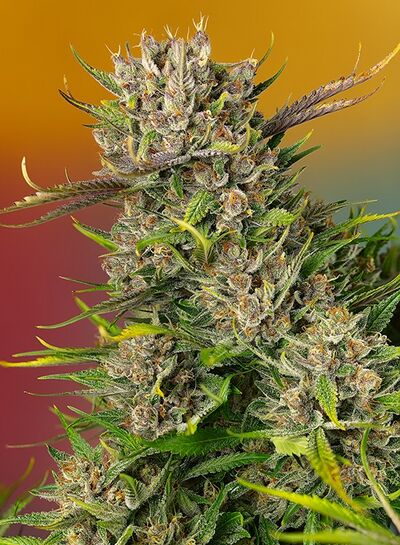 Auto Papaya Zoap