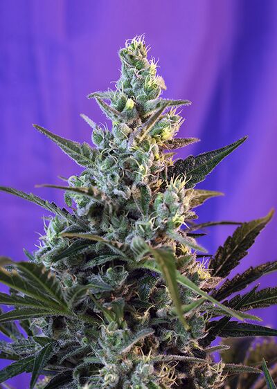 Auto Sweet Skunk