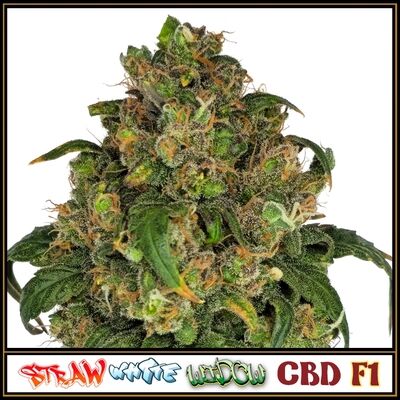 Straw White Widow CBD F1 Regular