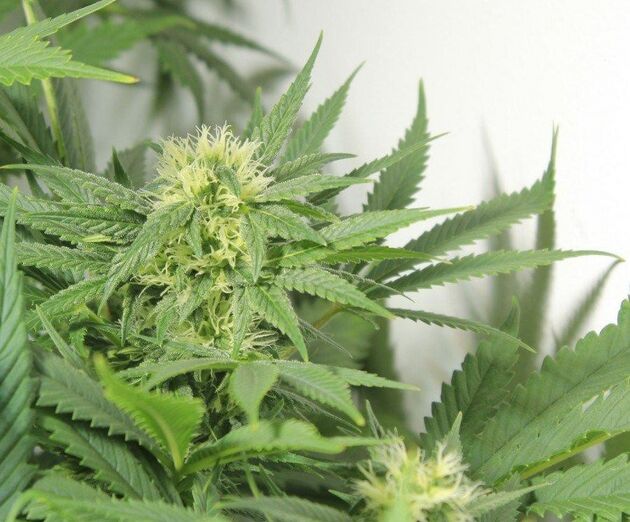 NORDLE Regular cannabis seeds by Mr. Nice for indoor and outdoor – image 2