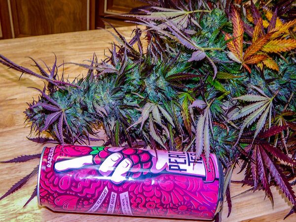 Dragon Stash F3 Red Version Regular cannabis seeds by Dragons Flame Genetics for indoor and outdoor – image 5