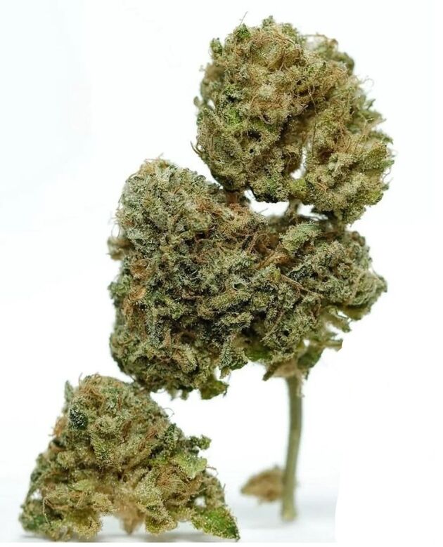 Cannabissamen Catahoula Chem Regulär von Lucky Dog Cannabis Co. für Indoor und Outdoor – Bild 2