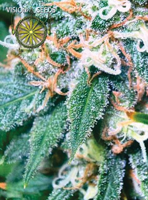Super Skunk feminised cannabis seeds by Vision Seeds for indoor and outdoor – image 3