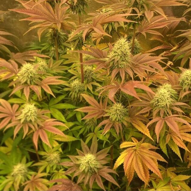 Graines de cannabis Lemon ZiZi Régulier de Karma Genetics pour intérieur et extérieur – image 4