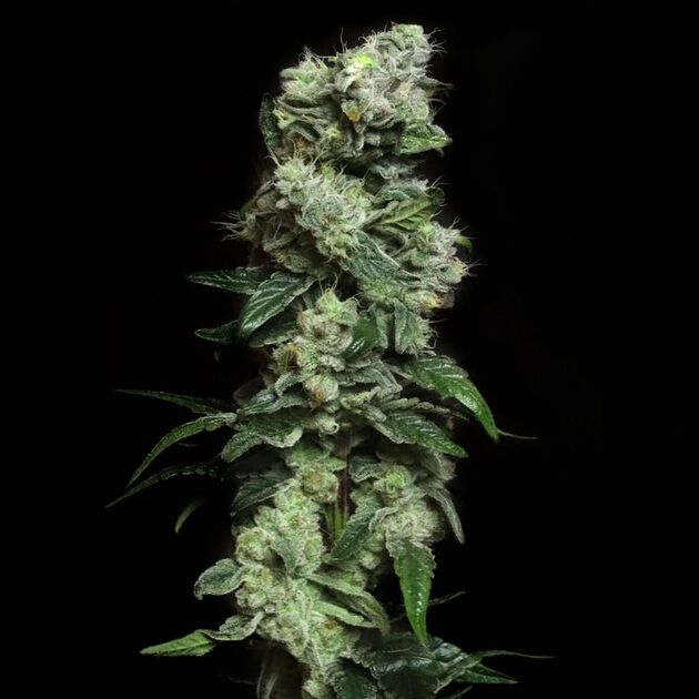 Blunt Bombz feminised cannabis seeds by Elev8 Seeds for indoor and outdoor – image 2