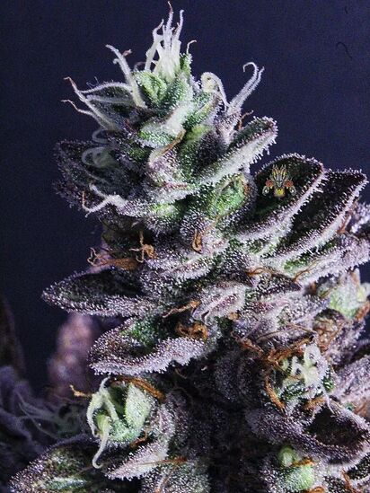 Modified Macberry Moonshine BX1 via Cherry Pie Regular cannabis seeds by Dragons Flame Genetics for indoor and outdoor – image 3