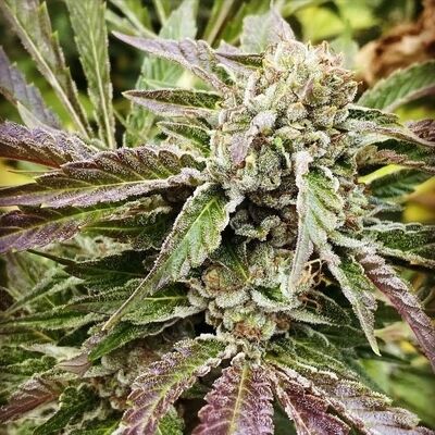 Road D.O.G Régulier