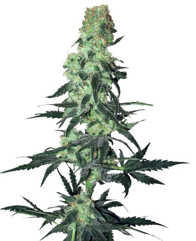 Graines de cannabis Amnesia White Régulier de White Label Seed Co. pour intérieur et extérieur