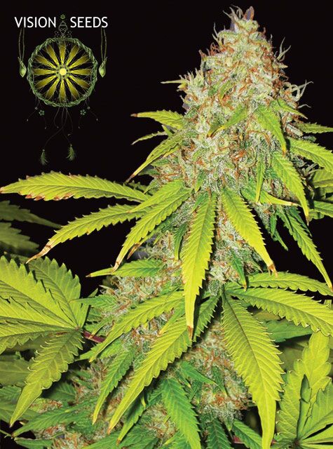 Graines de cannabis Auto AK-49 féminisées de Vision Seeds pour intérieur et extérieur – image 2
