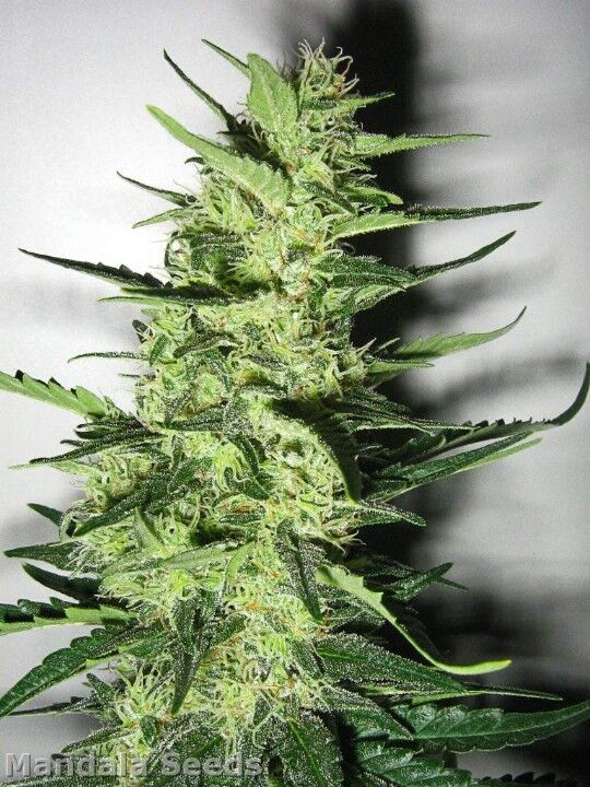 Graines de cannabis Beyond the Brain Régulier de Mandala Seeds pour intérieur et extérieur – image 3