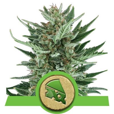 Auto Royal Cheese