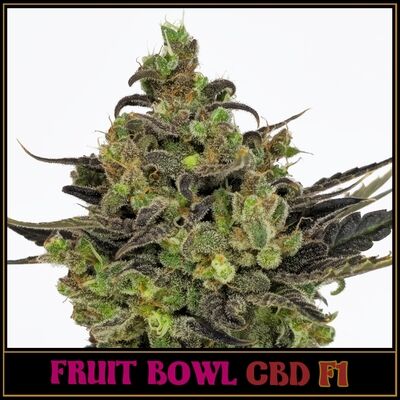 Fruit Bowl CBD F1 Regular