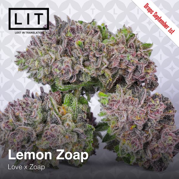 Lemon Zoap feminised cannabis seeds for indoor and outdoor cultivation – image 2