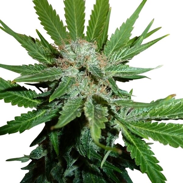 Graines de cannabis Royal Cheese - Fast Version féminisées de Royal Queen Seeds pour intérieur et extérieur – image 2