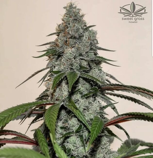 Cannabissamen Double Krush Regulär von Lucky Dog Cannabis Co. für Indoor und Outdoor – Bild 4