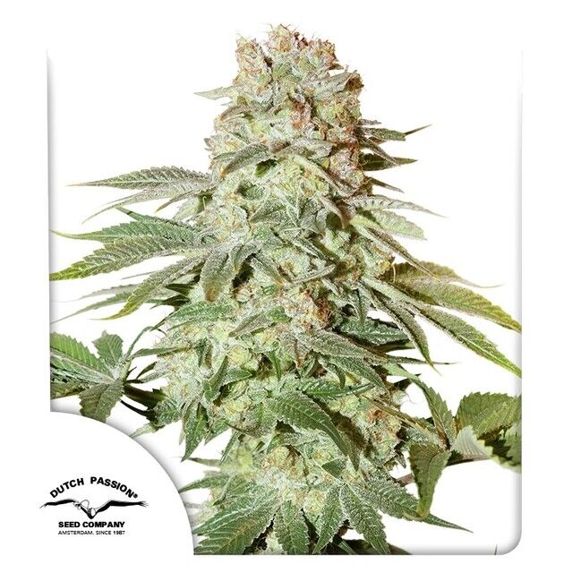Cannabissamen Auto Power Plant Autoflower feminisiert für Indoor und Outdoor