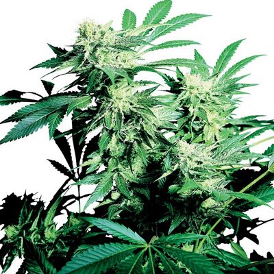 Skunk Kush Regular