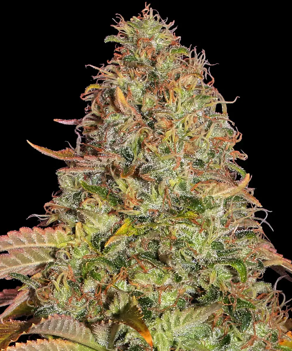 Auto Zkittlez OG