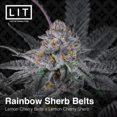 Rainbow Sherb Belts