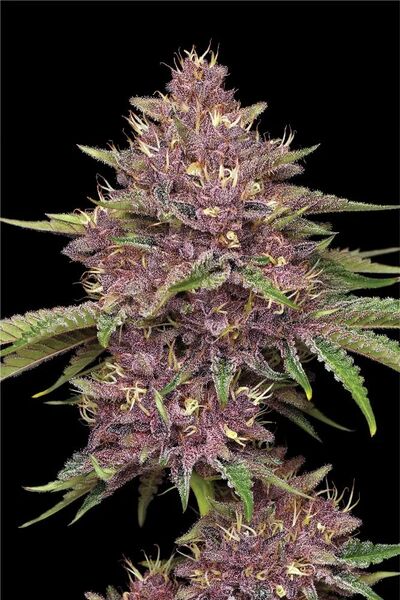 Purpz