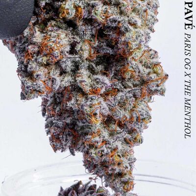 Platinum Pavé