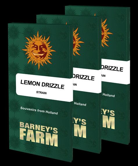 Cannabissamen Lemon Drizzle feminisiert von Barney's Farm für Indoor und Outdoor – Bild 2