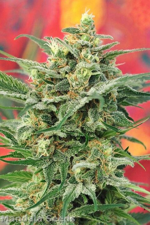 Graines de cannabis 8 Miles High Régulier de Mandala Seeds pour intérieur et extérieur – image 3
