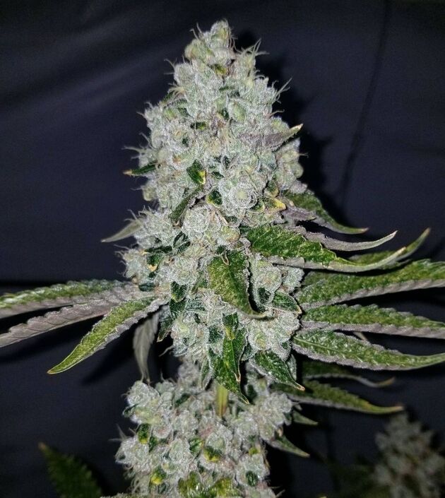 Cannabissamen Schism Regulär von Lucky Dog Cannabis Co. für Indoor und Outdoor – Bild 5