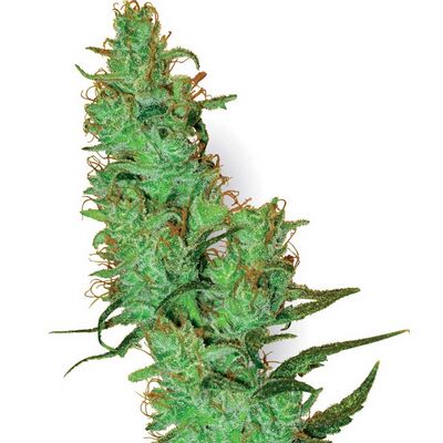 White Label Jack Herer Régulier