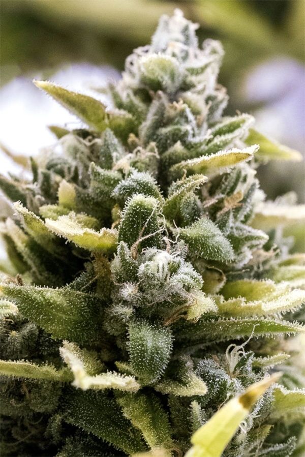 Graines de cannabis Auto OG Kush féminisées de Humboldt Seed Org. pour intérieur et extérieur – image 2