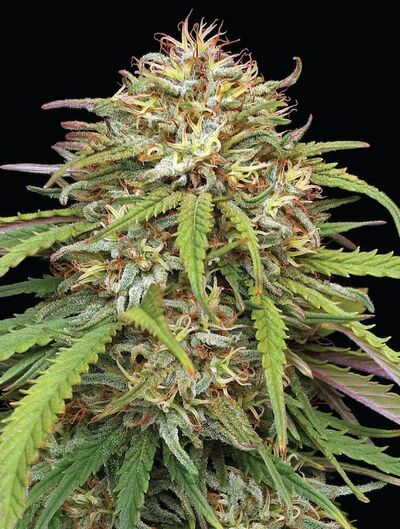 Ed Rosenthal's Super High Life