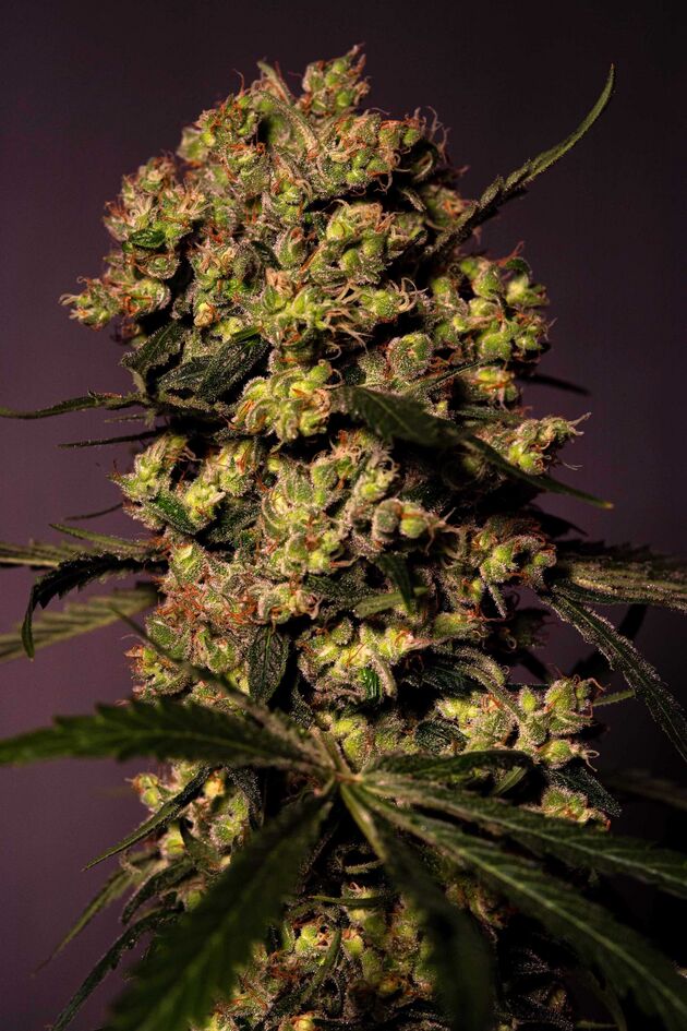 Cannabissamen Gelato 45 feminisiert von Helvetic Seeds für Indoor und Outdoor – Bild 2