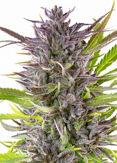 Green Gelato