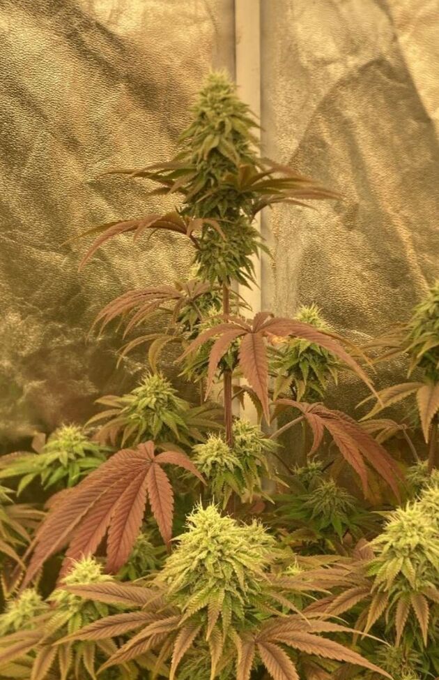 Graines de cannabis Lemon ZiZi Régulier de Karma Genetics pour intérieur et extérieur – image 3