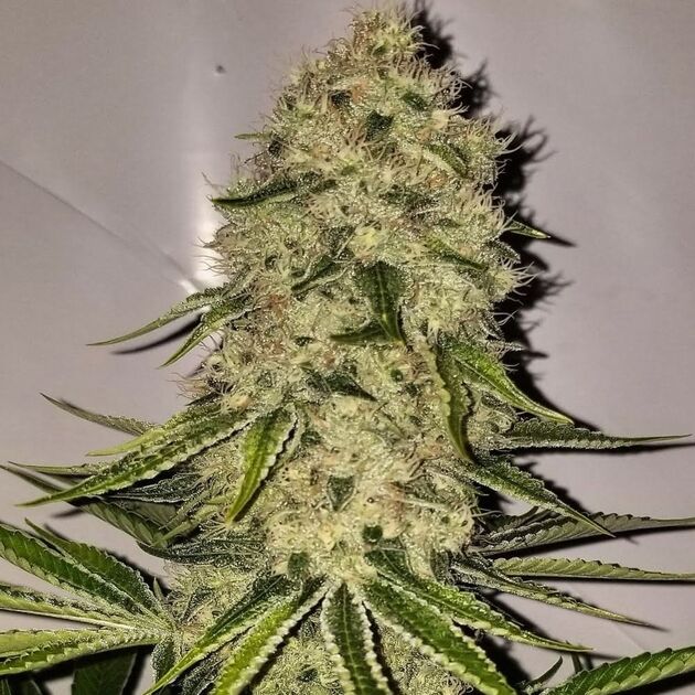 Cannabissamen Bohemian Highway Regulär von Lucky Dog Cannabis Co. für Indoor und Outdoor – Bild 2