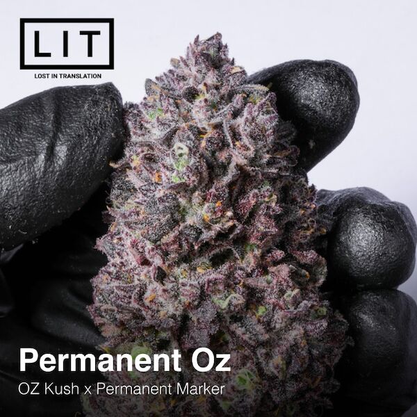 Permanent Oz feminised cannabis seeds by LIT Farms – image 3