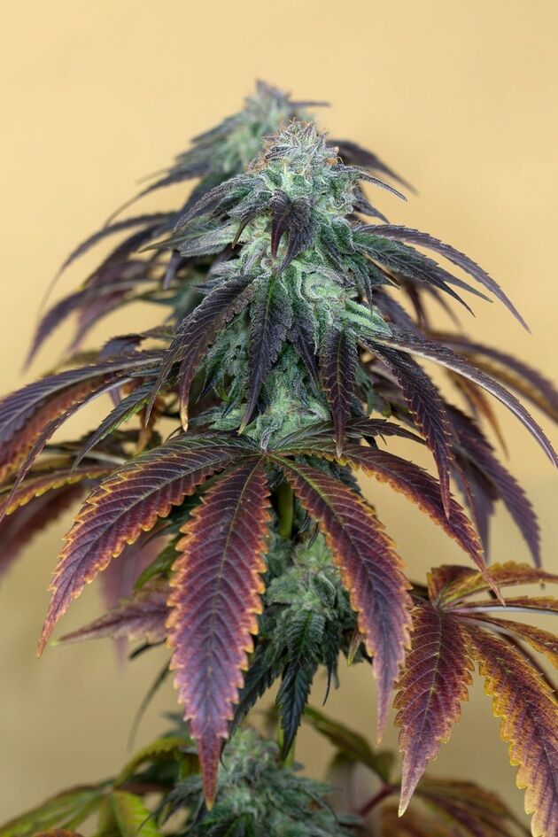 Graines de cannabis OG Kush féminisées de Humboldt Seed Org. pour intérieur et extérieur – image 5