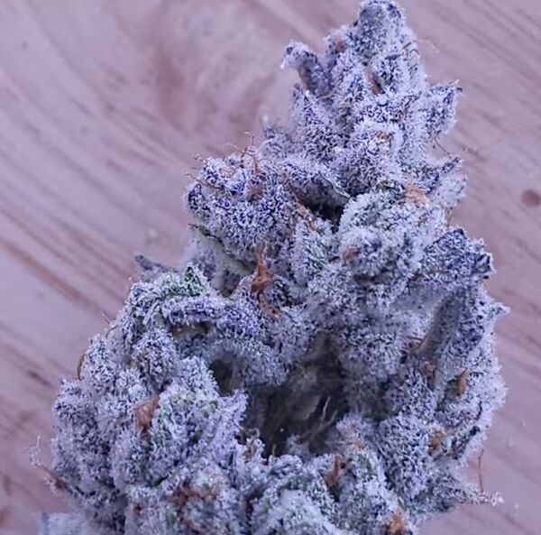 Graines de cannabis Drip City féminisées de In House Genetics – image 3
