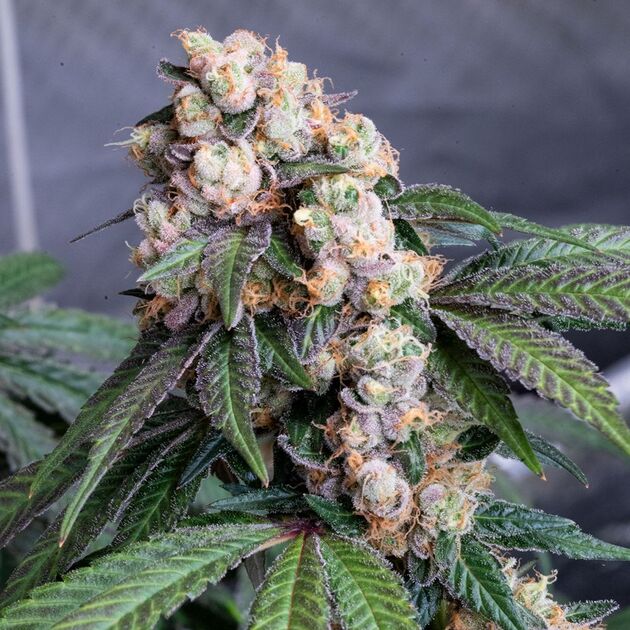 Sour Lemon Mochi Regular cannabis seeds by Karma Genetics for indoor and outdoor – image 3