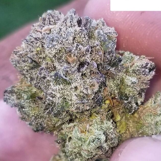 Graines de cannabis Zephyr Régulier de Lucky Dog Cannabis Co. pour intérieur et extérieur – image 4