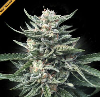 Chocolope 256 Regular