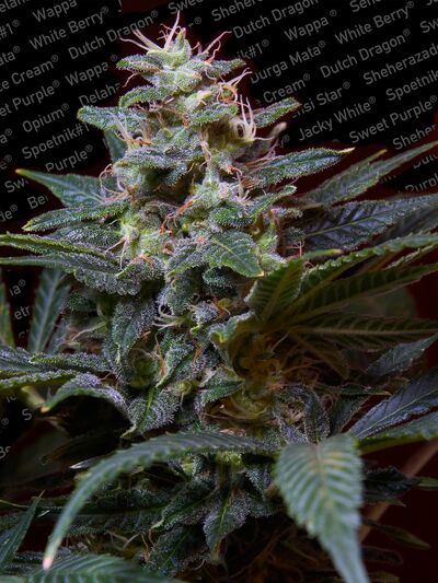 Sweet Purple