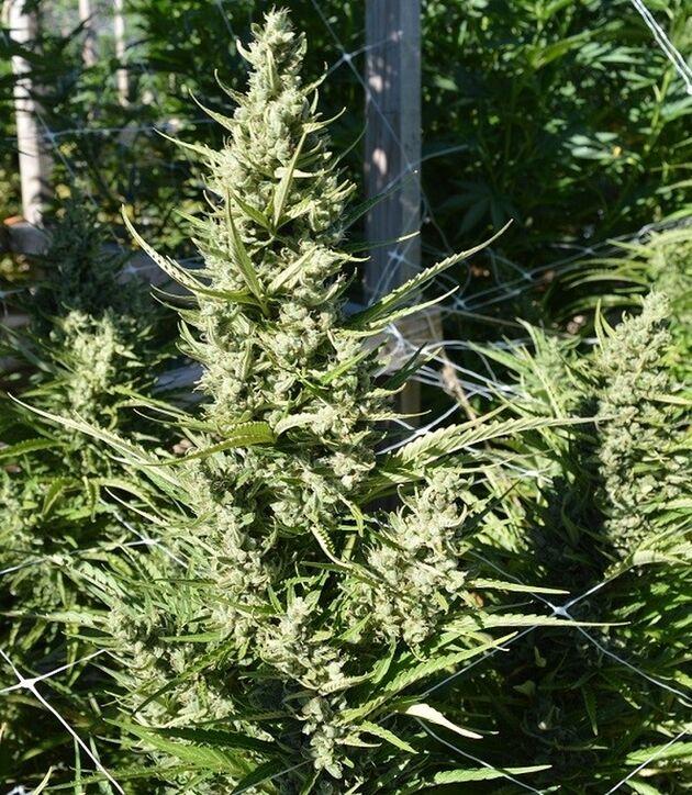 Cannabissamen Auto Malawi x Northern Lights feminisiert von Ace Seeds für Indoor und Outdoor – Bild 3